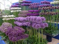 Allium