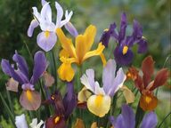 Iris hollandica
